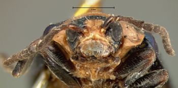 Media type: image; Entomology 19099   Aspect: head frontal view